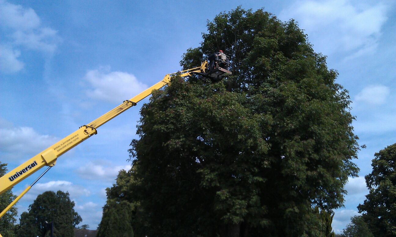 landscaping and grass cutting